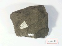 植物化石藏品圖，第3張